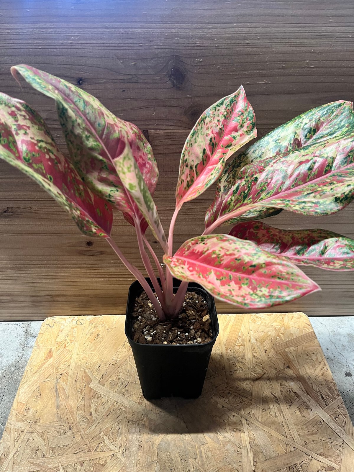 アグラオネマ 20カラット | GREEN LUCK