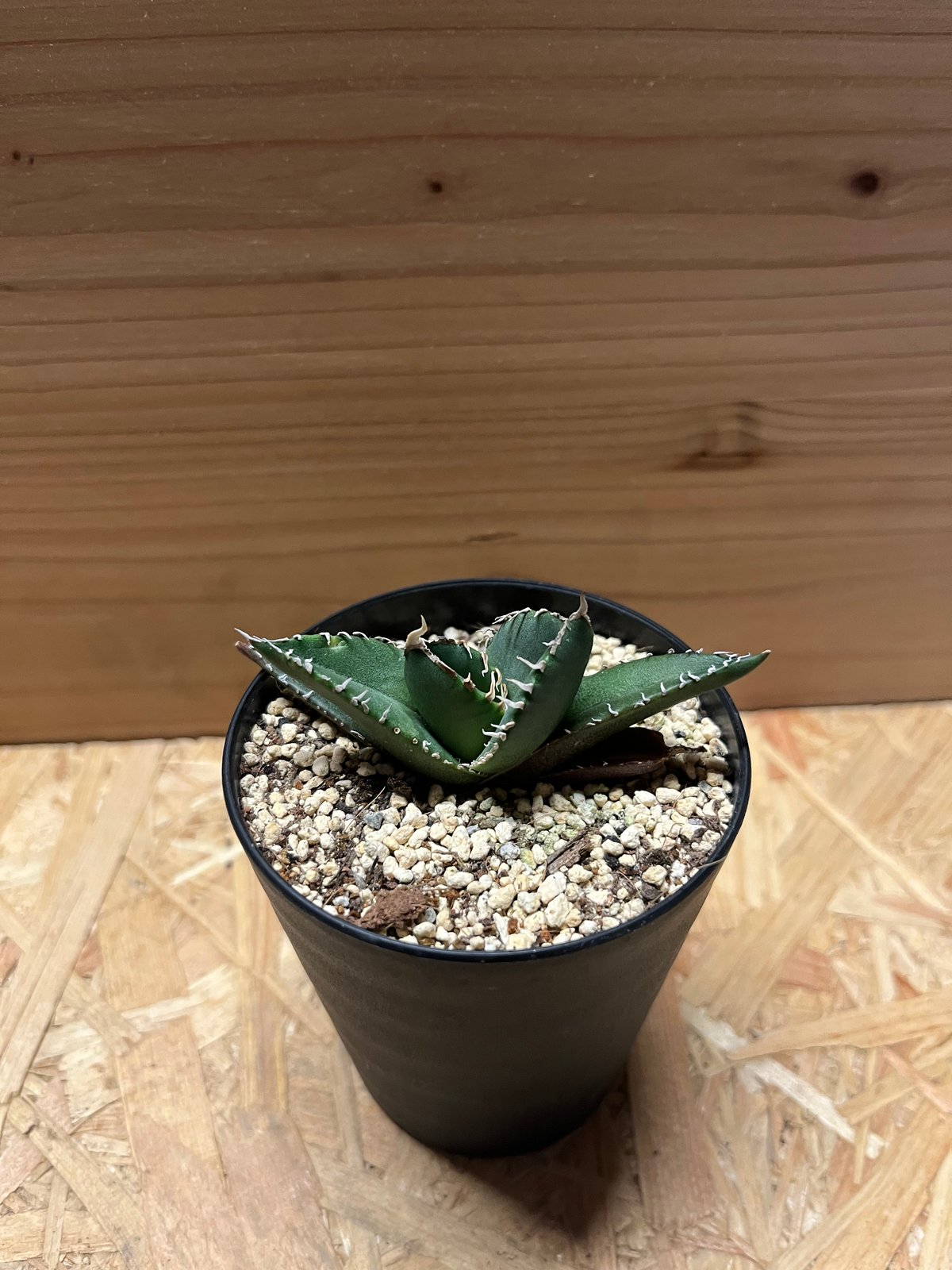 16 アガベ チタノタ南アフリカダイヤモンド SAD メリクロン株 発根済み