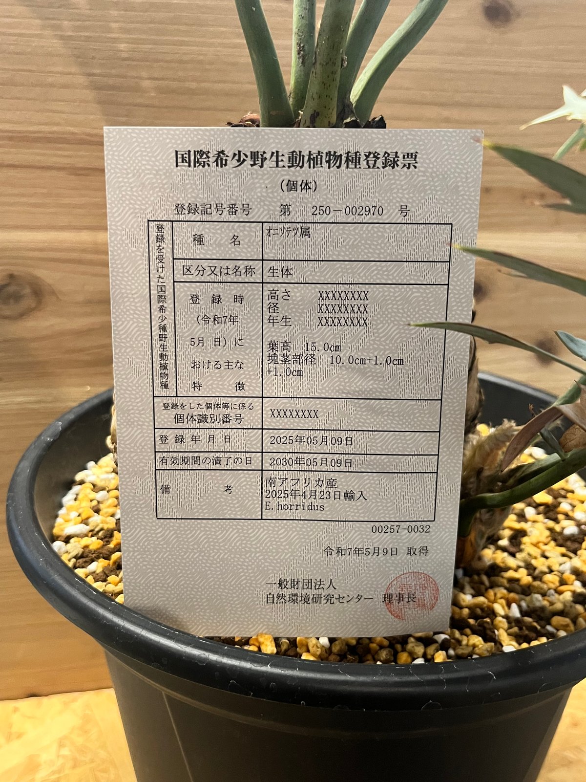 エンセファラルトス ホリダス | GREEN LUCK