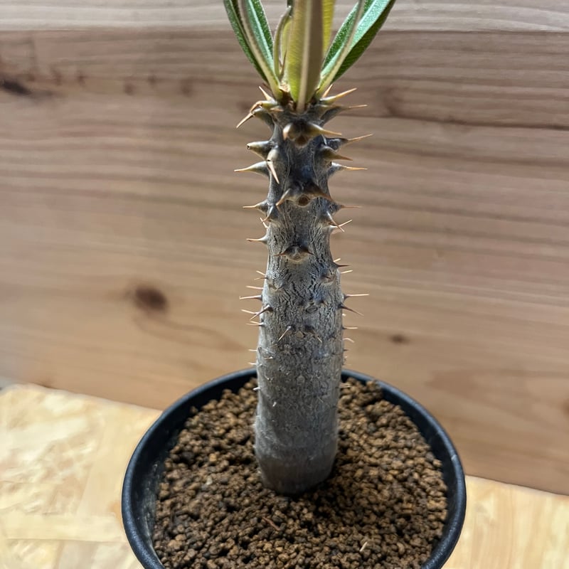 パキポディウム ドラケイ | GREEN LUCK