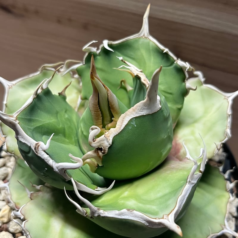 アガベ チタノタ MS-AZ 台湾毒刺血統 | GREEN LUCK