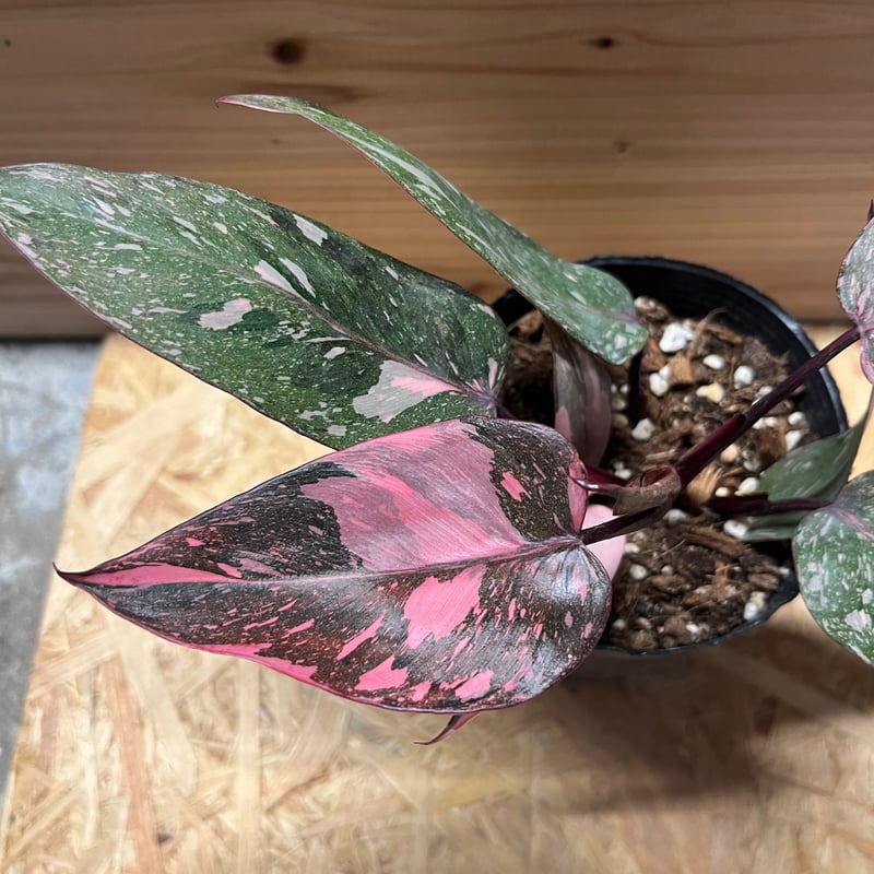 フィロデンドロン ピンクプリンセス ギャラクシー | GREEN LUCK