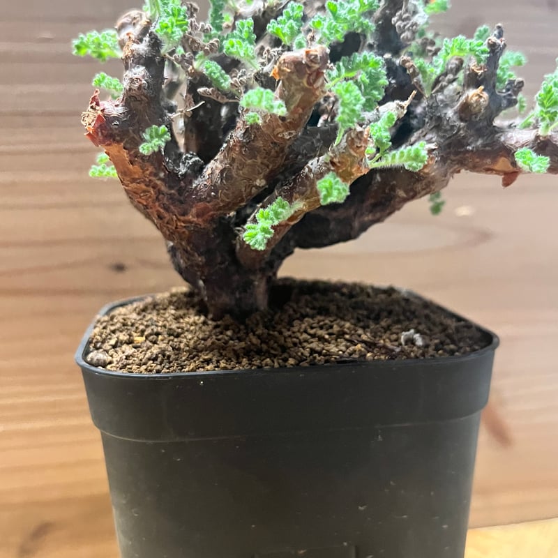 ペラルゴニウム アルテルナンス | GREEN LUCK