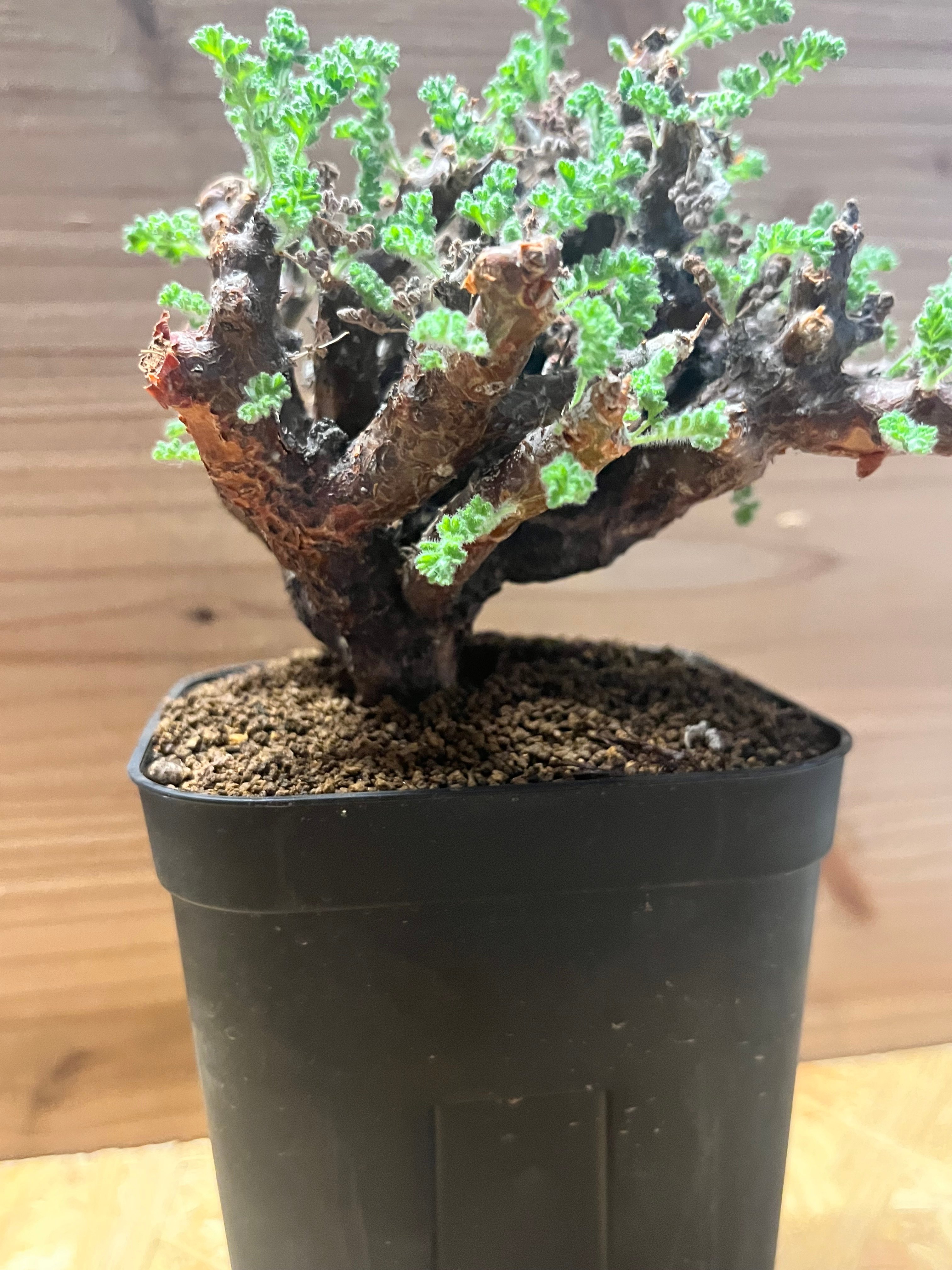 ペラルゴニウムアルテルナンス　塊根植物　コーデックス 大株 ペラルゴニウム アルテルナンス | GREEN LUCK