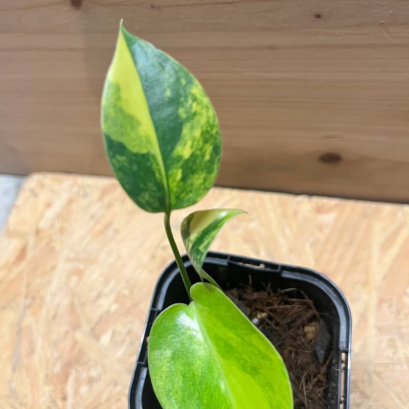 モンステラ　イエローマリリン　デリシオーサ　黄斑モンステラ モンステラデリシオーサイエローマリリン( Monstera Deliciosa
