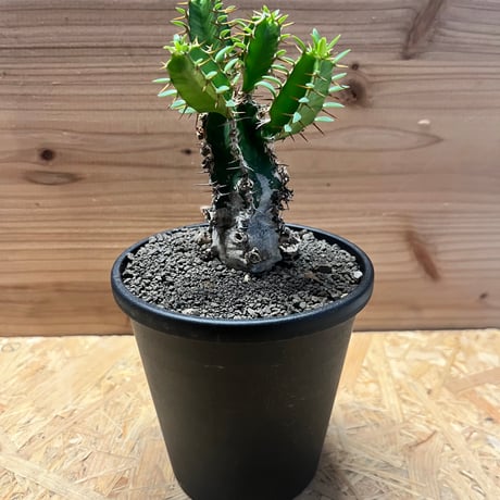 ユーフォルビア | STORES