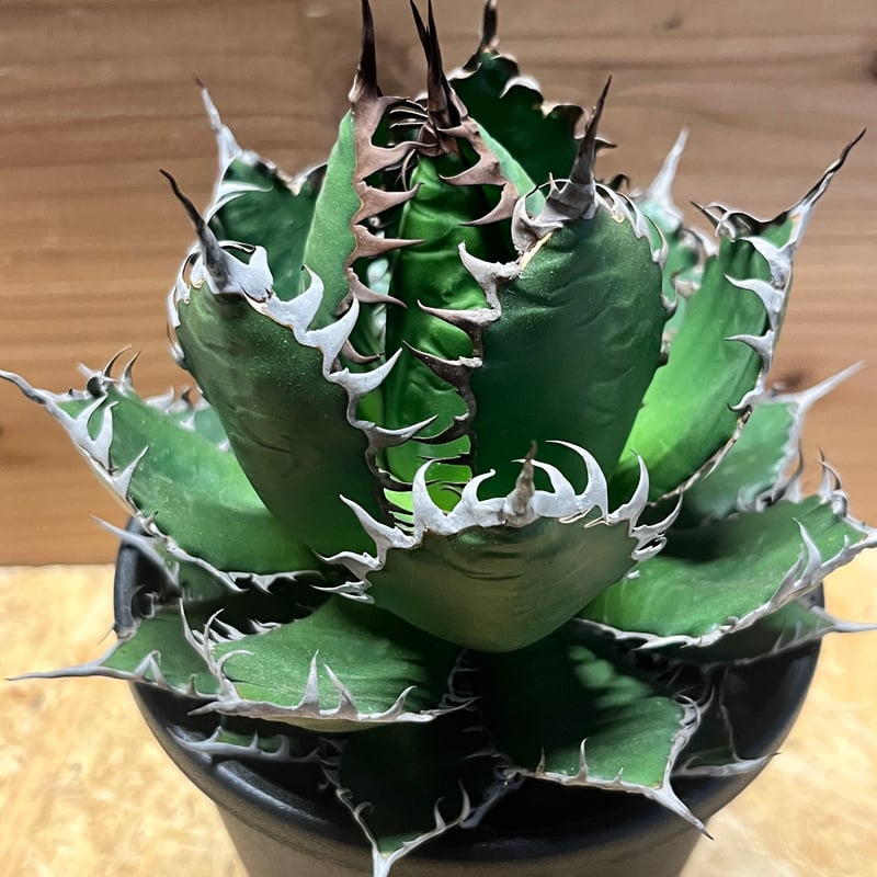 アガベ ホリダ | GREEN LUCK