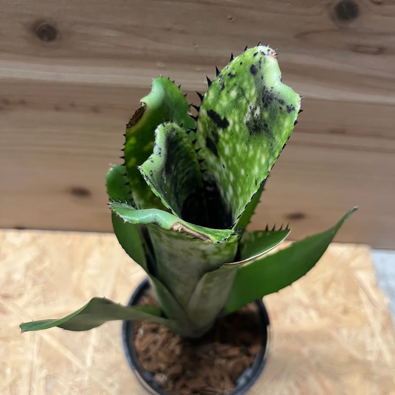 ビルベルギア カハカイ | GREEN LUCK