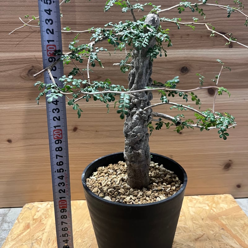 オペルクリカリア デカリー | GREEN LUCK