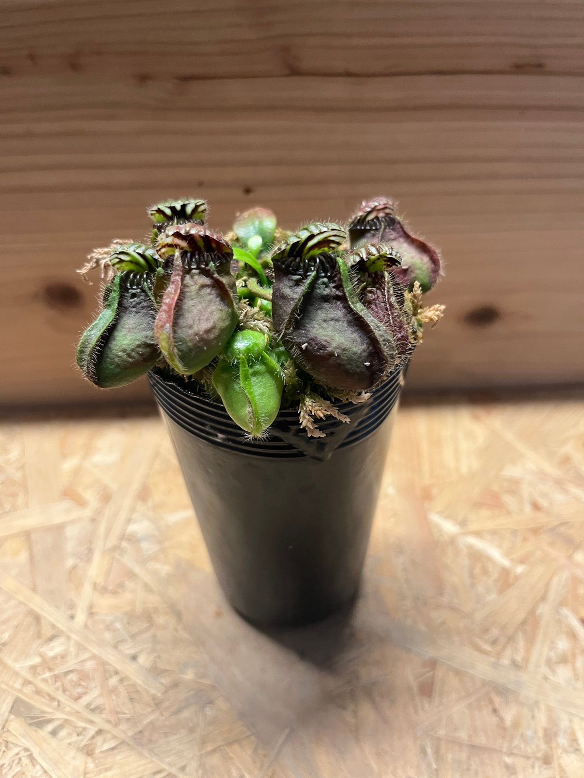 その他観葉植物 Cephalotus follicularis Ebisu Cephalotus follicularis Ebisu セファロタスフォリキュラリス