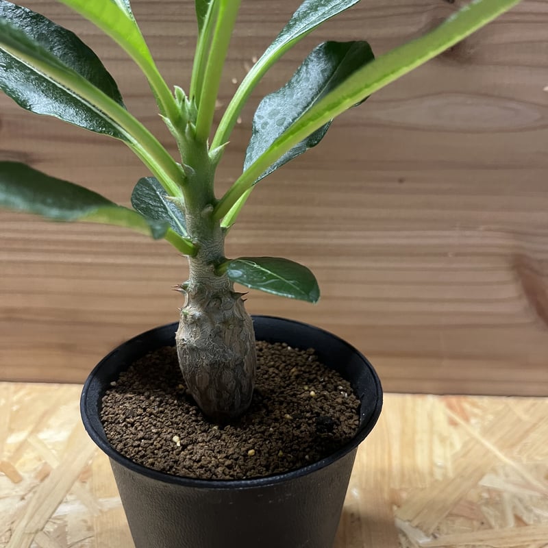 パキポディウム ウィンゾリー パキポディウム ウィンゾリー | Sunny Branch