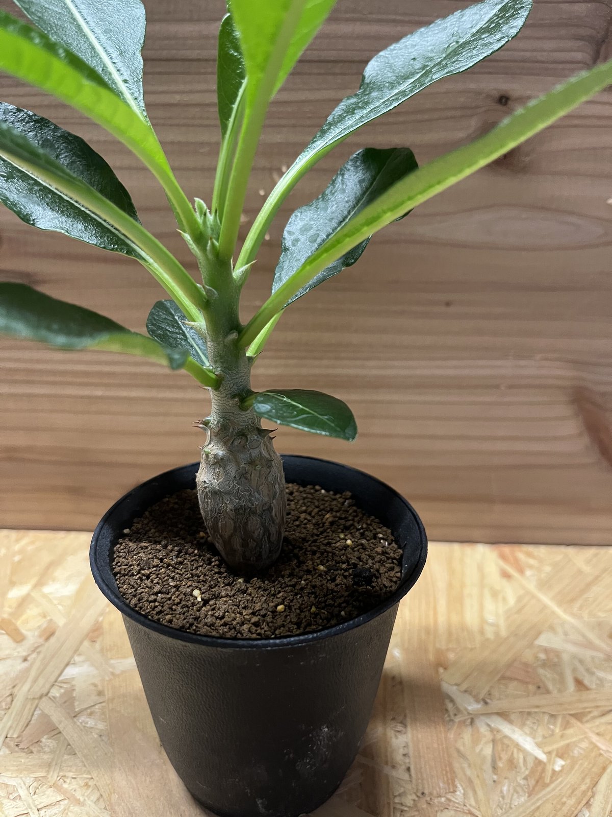 パキポディウム ウィンゾリー | GREEN LUCK