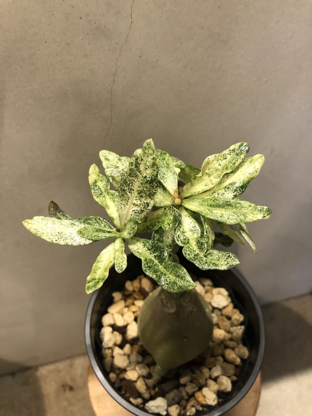 アデニウム 斑入り | GREEN LUCK