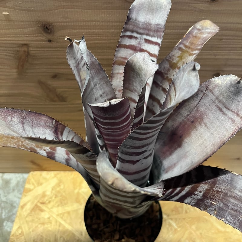 エクメア チャンティニー ブラックアイス | GREEN LUCK