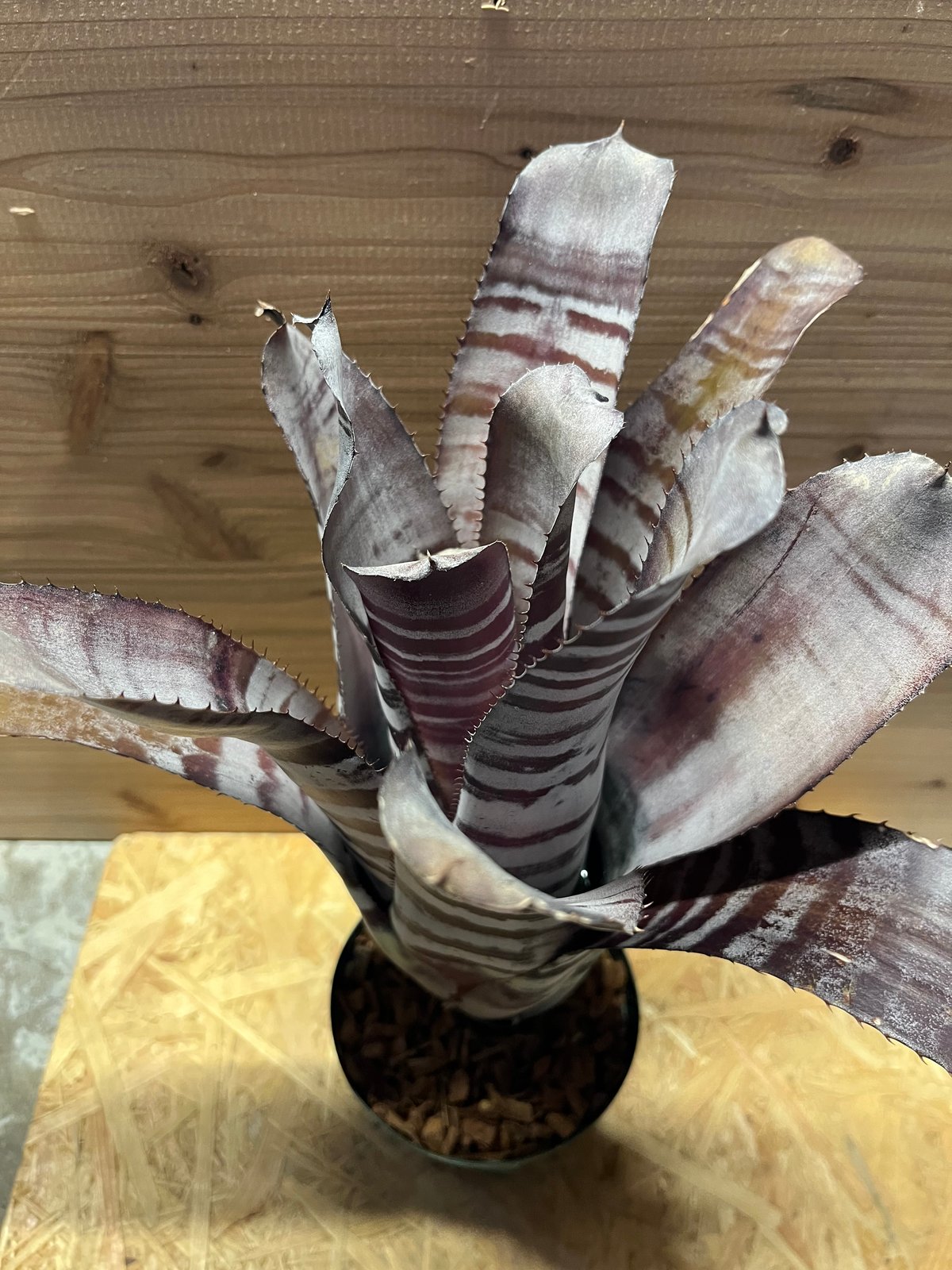 エクメア チャンティニー ブラックアイス | GREEN LUCK