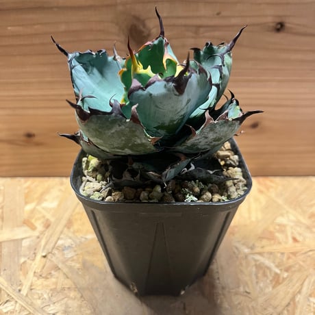 ブラックアンドブルー | STORES