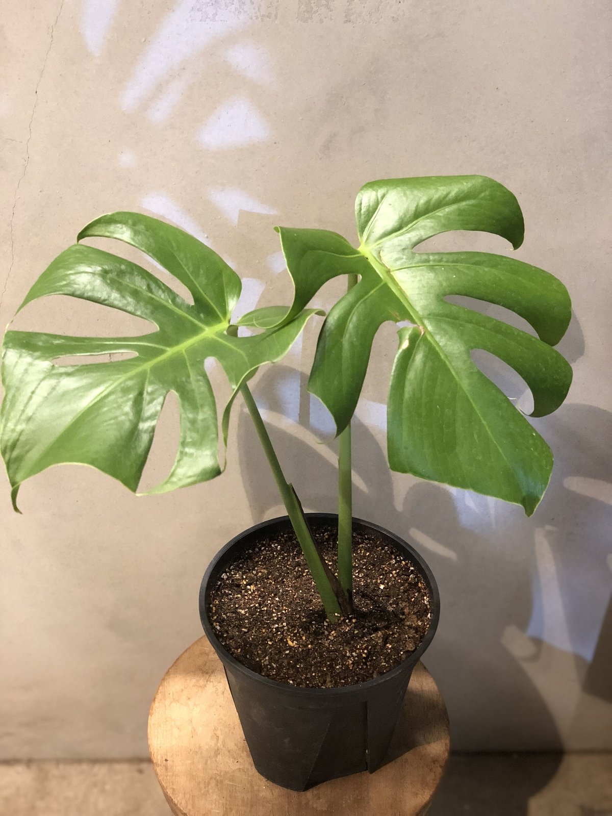 モンステラ 福助 Monstera Fukusuke 矮性 コンパクタ フクスケ-