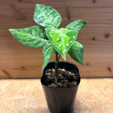 アグラオネマピクタムトリカラー | STORES