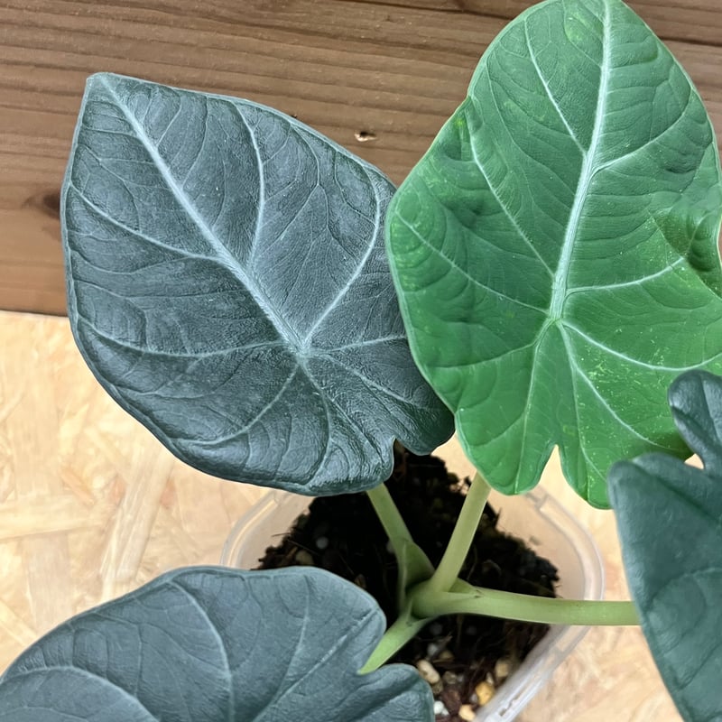 アロカシア マハラニ | GREEN LUCK
