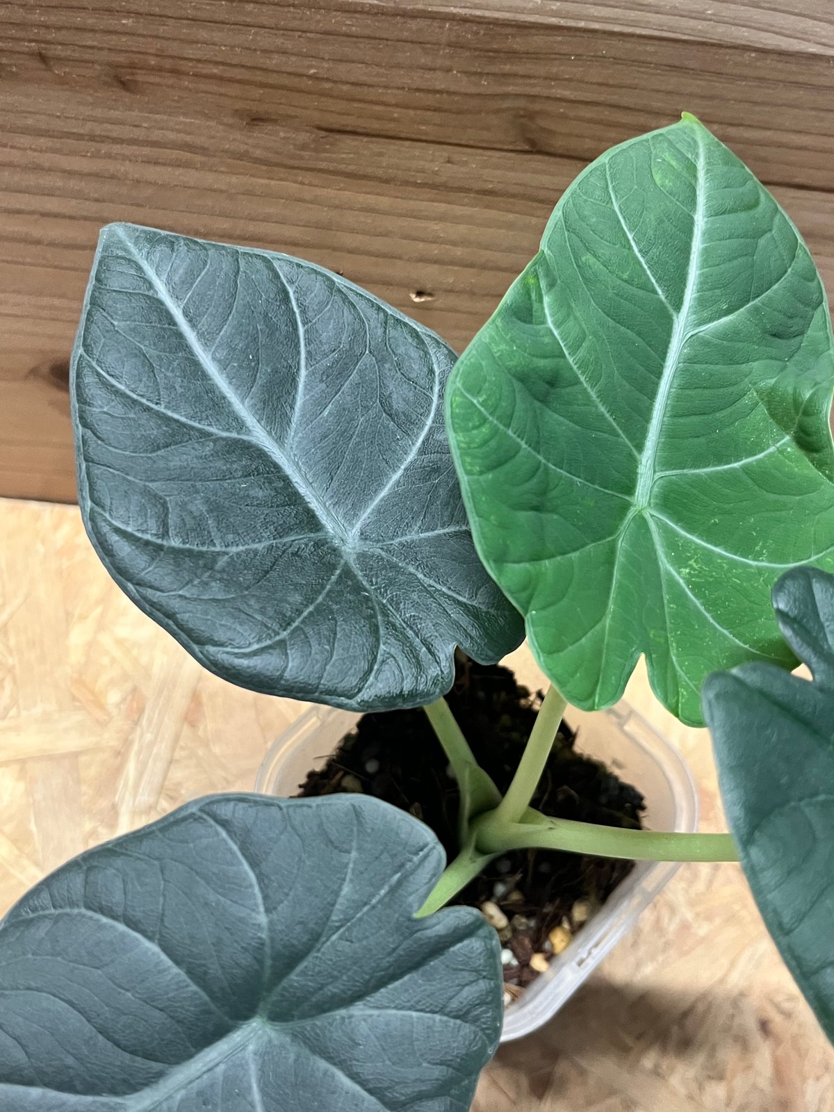 アロカシア マハラニ | GREEN LUCK