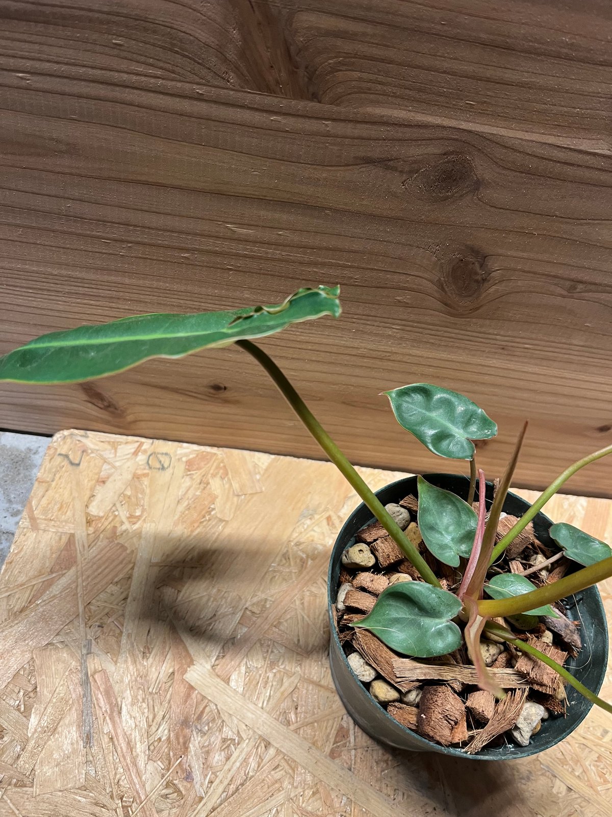 フィロデンドロン ビレッティアエ | GREEN LUCK