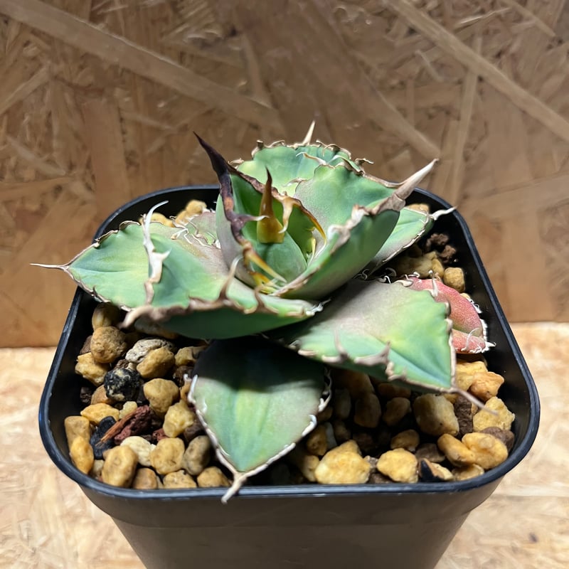 アガベ　巨獣 DRAGON AGAVE】アガベ 巨獣 EC19 – TaiShoDo ONLINE SHOP
