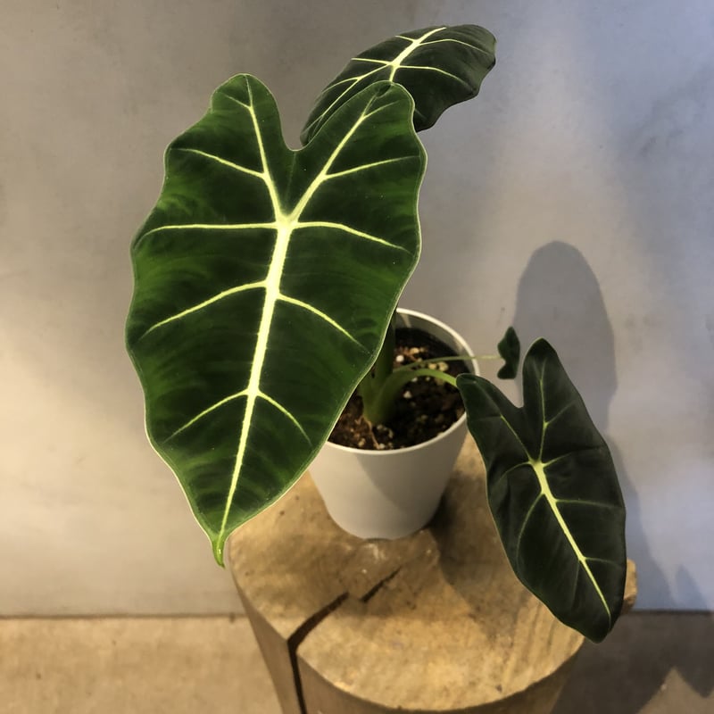 アロカシア グリーンベルベット 1 | GREEN LUCK