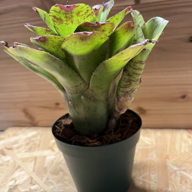 ネオレゲリア　バイーアナ　会長株 おしゃれ 着生植物 観葉植物：ネオレゲリア ファイヤーボール*5号吊り