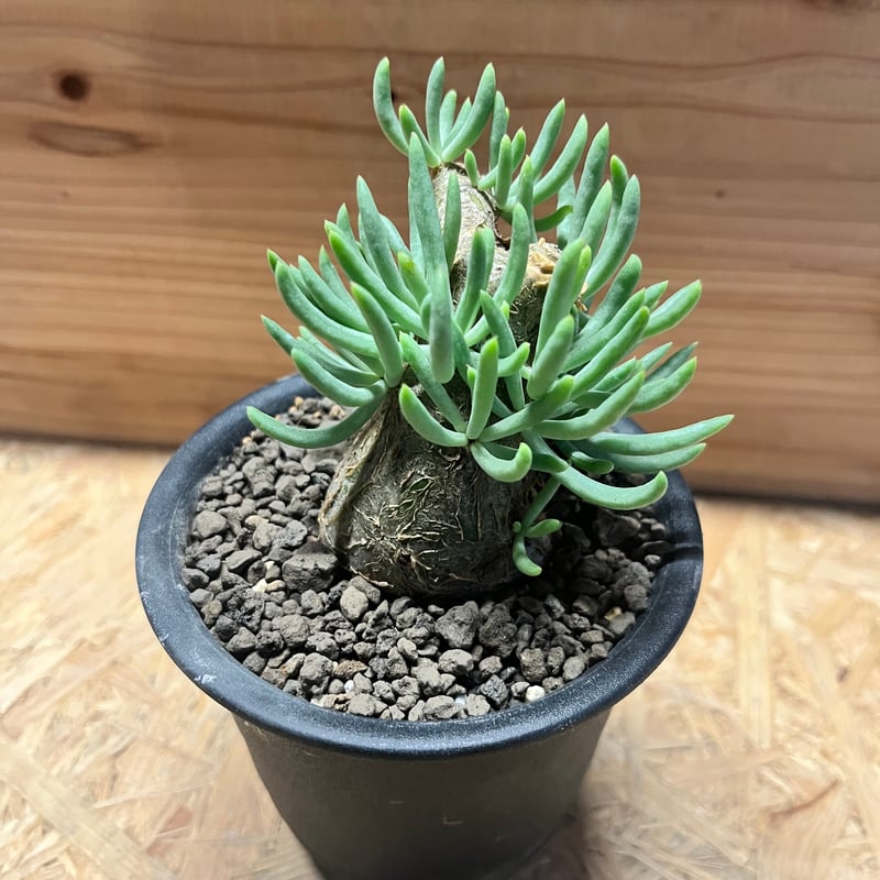 チレコドン ペアルソニー | GREEN LUCK