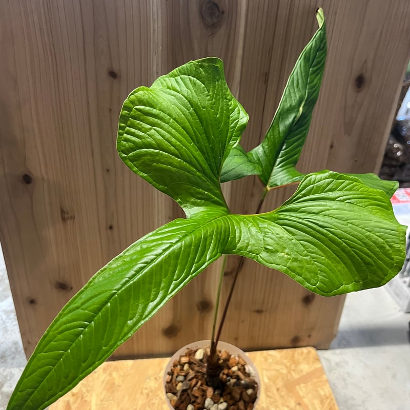 アンスリウム ドラコノプテラム Anthurium Draconopterum アンスリウム ドラコノプテラム Anthurium Draconopterum 【公式通販】