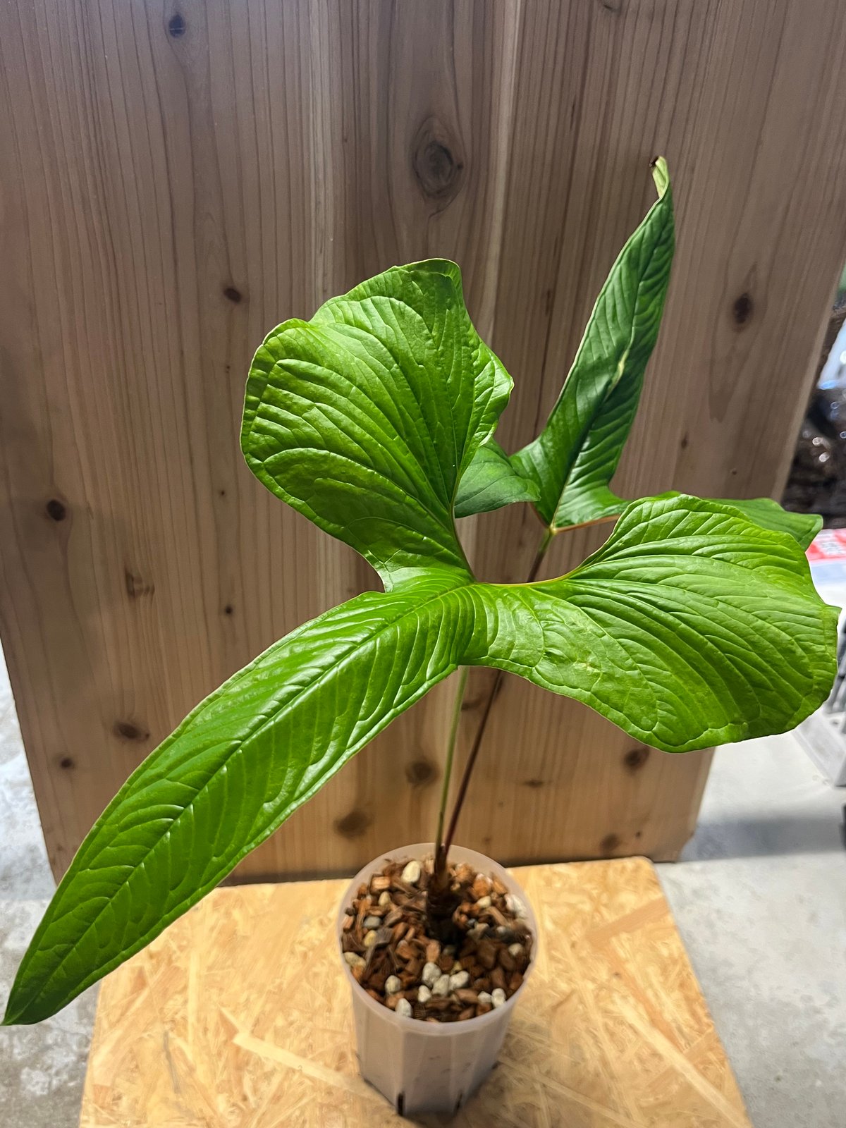 アンスリウム ドラコノプテラム Anthurium Draconopterum Secret Bazaar | _ 『 アンスリウム・ドラコノプテラム 』 Anthurium