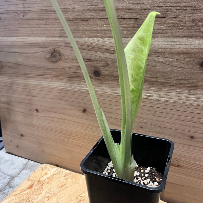 アロカシア マクロリザス カモフラージュ | GREEN LUCK