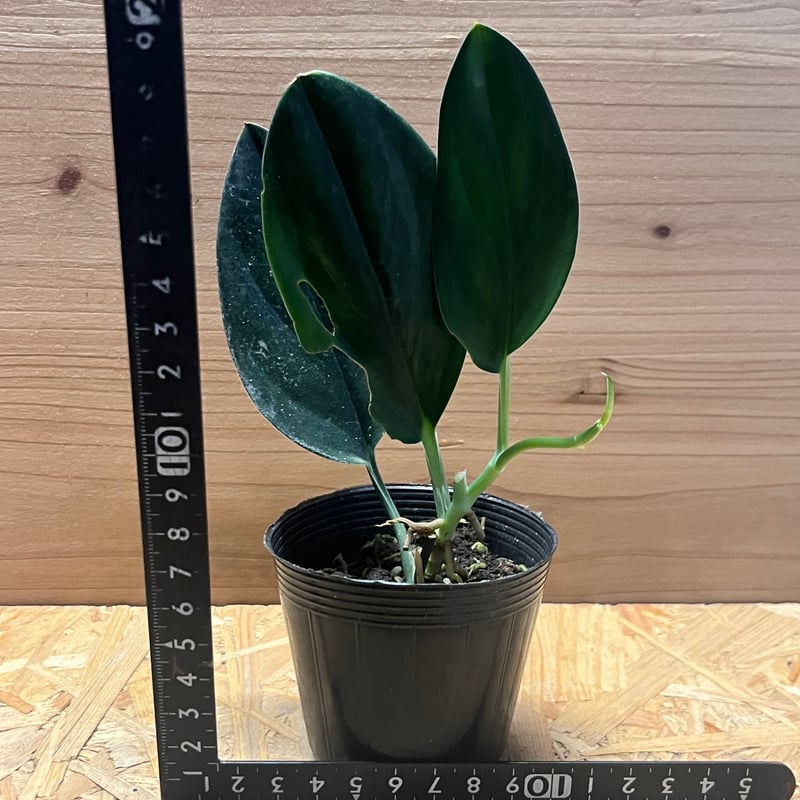 スキンダプサス ブラックトレビー | GREEN LUCK