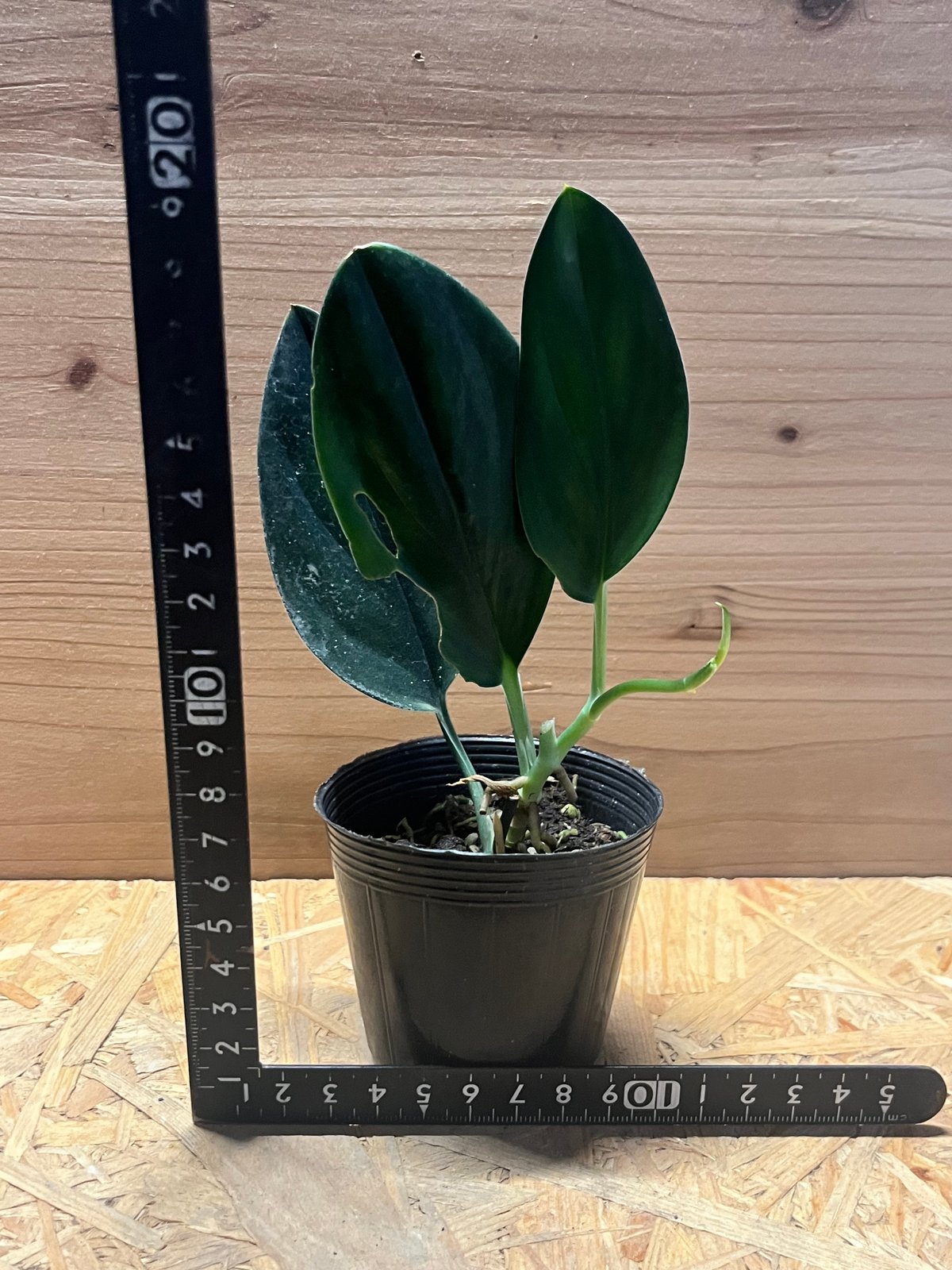 激レア　スキンダプサス　プラブ　Prabu MB PLANTS /熱帯植物のネット販売 | SOLDOUT 🙇‍♂️ Scindapsus Black