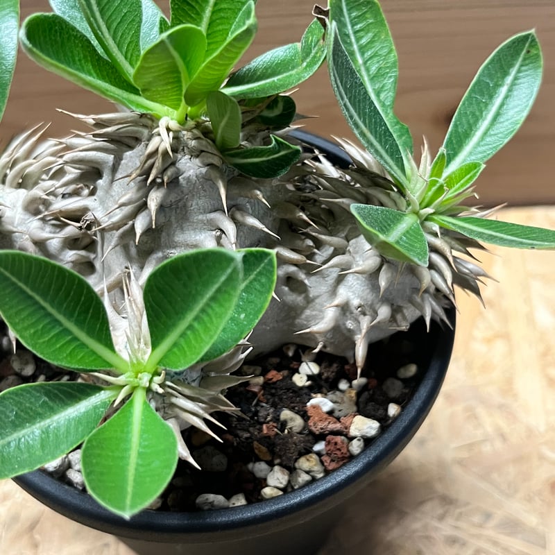 パキポディウム デンシカウレ 恵比寿大黒 | GREEN LUCK