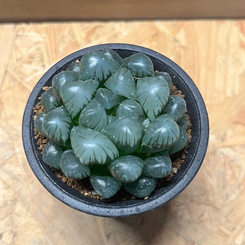 ハオルチア 紫オブツーサ | GREEN LUCK