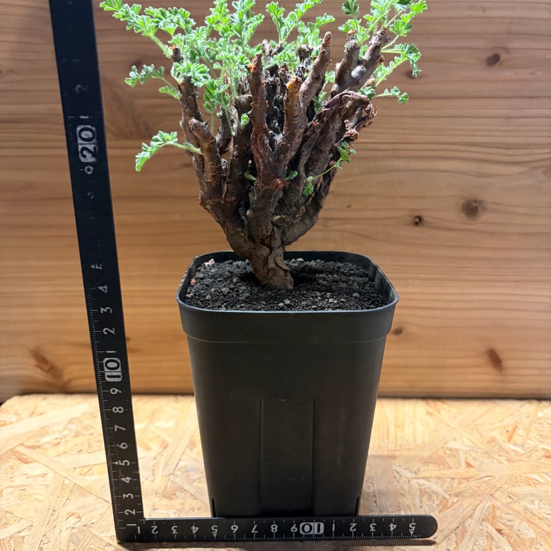 ペラルゴニウム アルテルナンス | GREEN LUCK