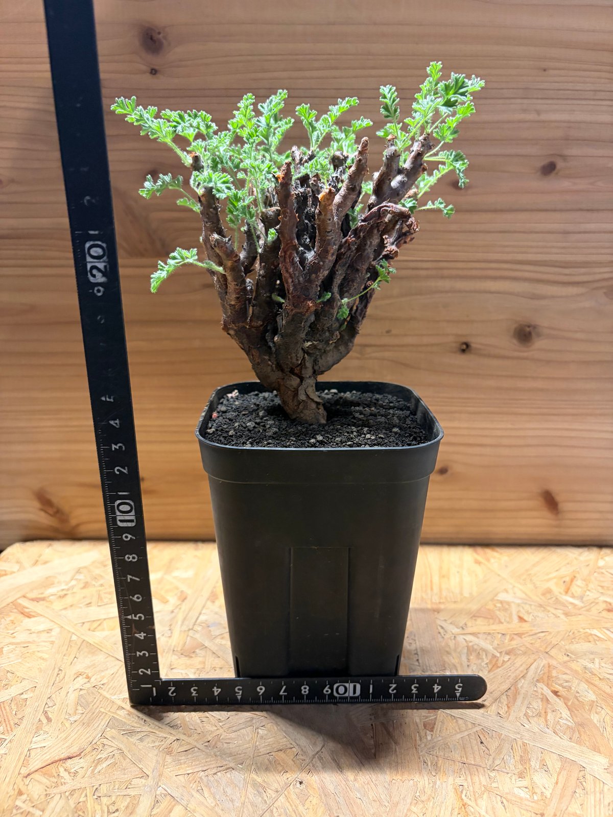 ペラルゴニウム アルテルナンス | GREEN LUCK