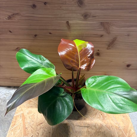 超希少❗️フィロデンドロン　リカルドイ✨ フィロデンドロン ルクスリアンス チョコ | GREEN LUCK