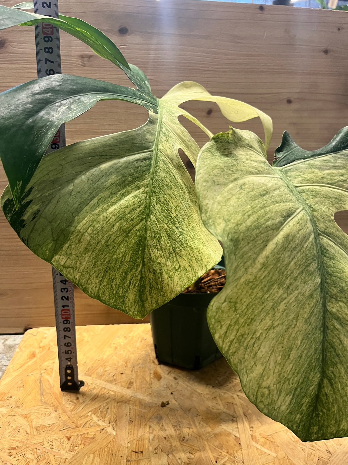 F*a様 モンステラ デリシオーサ ミント 特選株 F*a様 モンステラ デリシオーサ ミント 特選株 モンステラ