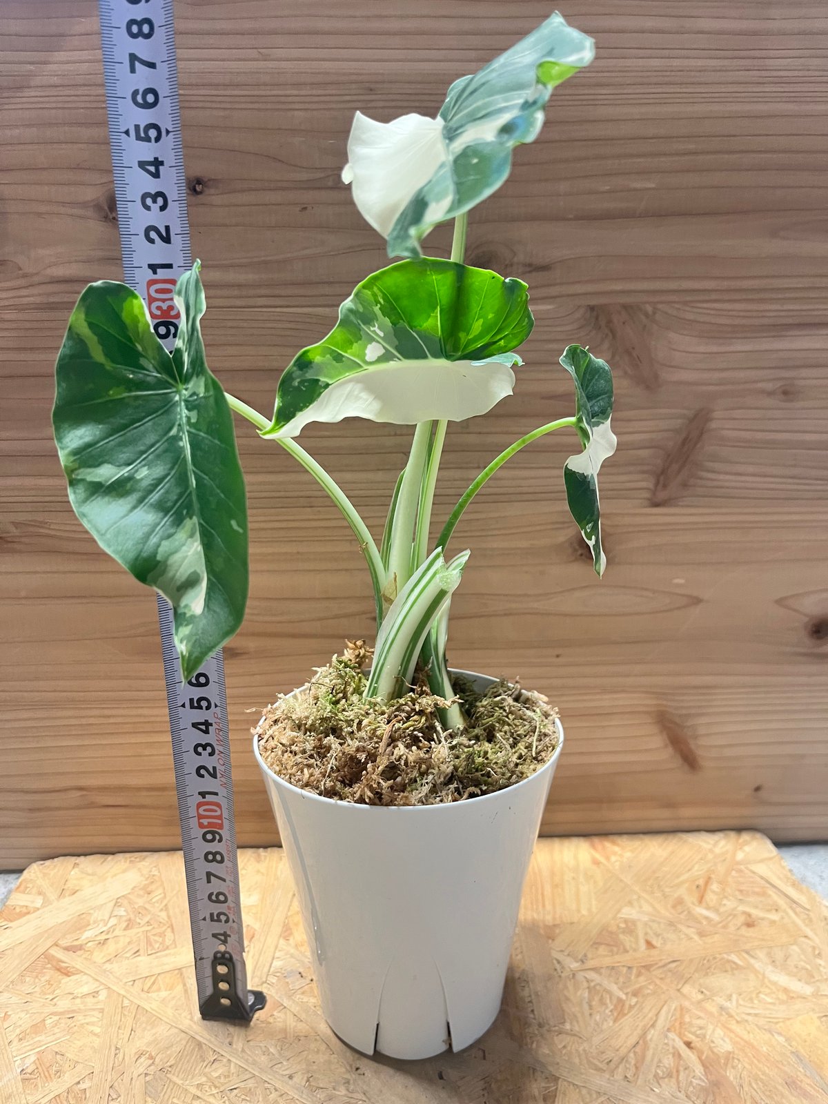 斑入りクワズイモ　アロカシア INZクワズイモ【クワズイモ斑入り 里芋科 アロカシア属 アロカシア