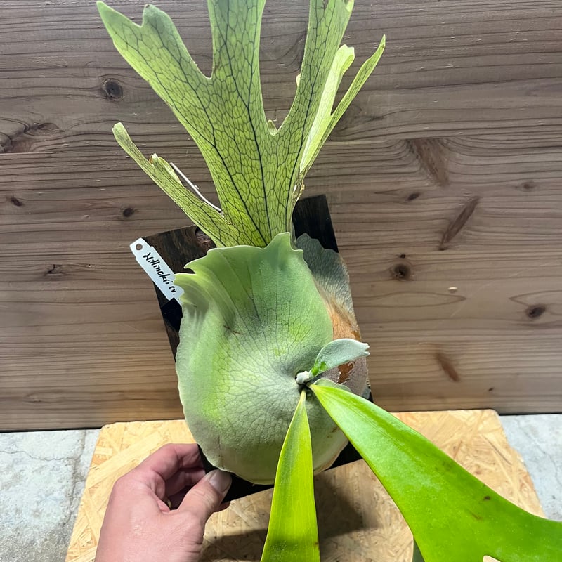 ビカクシダ ウィリンキー 'ロジャーナ' | GREEN LUCK