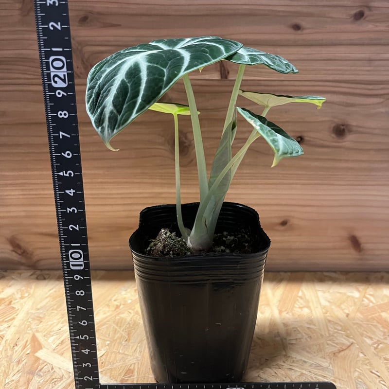 Alocasia Ninja Tricolor / アロカシア ニンジャ 斑入り Alocasia Ninja Tricolor / アロカシア ニンジャ 斑入り④