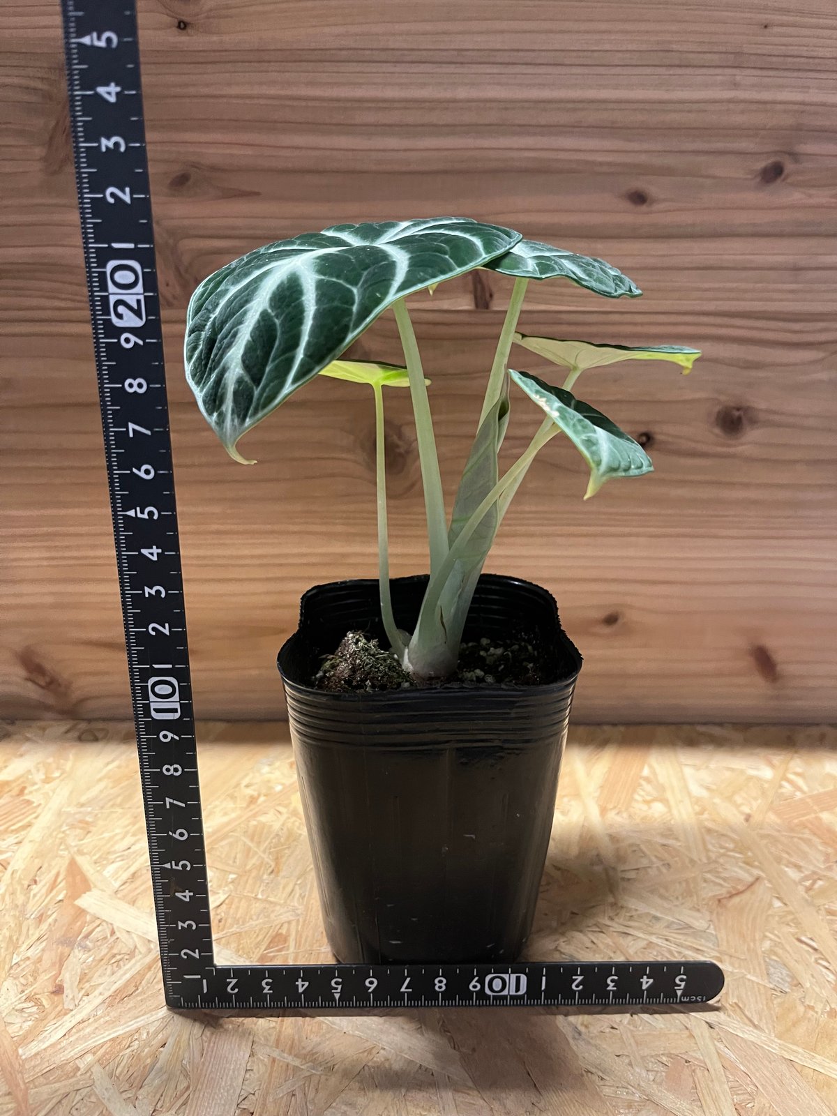 Alocasia Ninja Tricolor/ アロカシア ニンジャ 斑入り② Alocasia Ninja Tricolor/ アロカシア ニンジャ 斑入り②