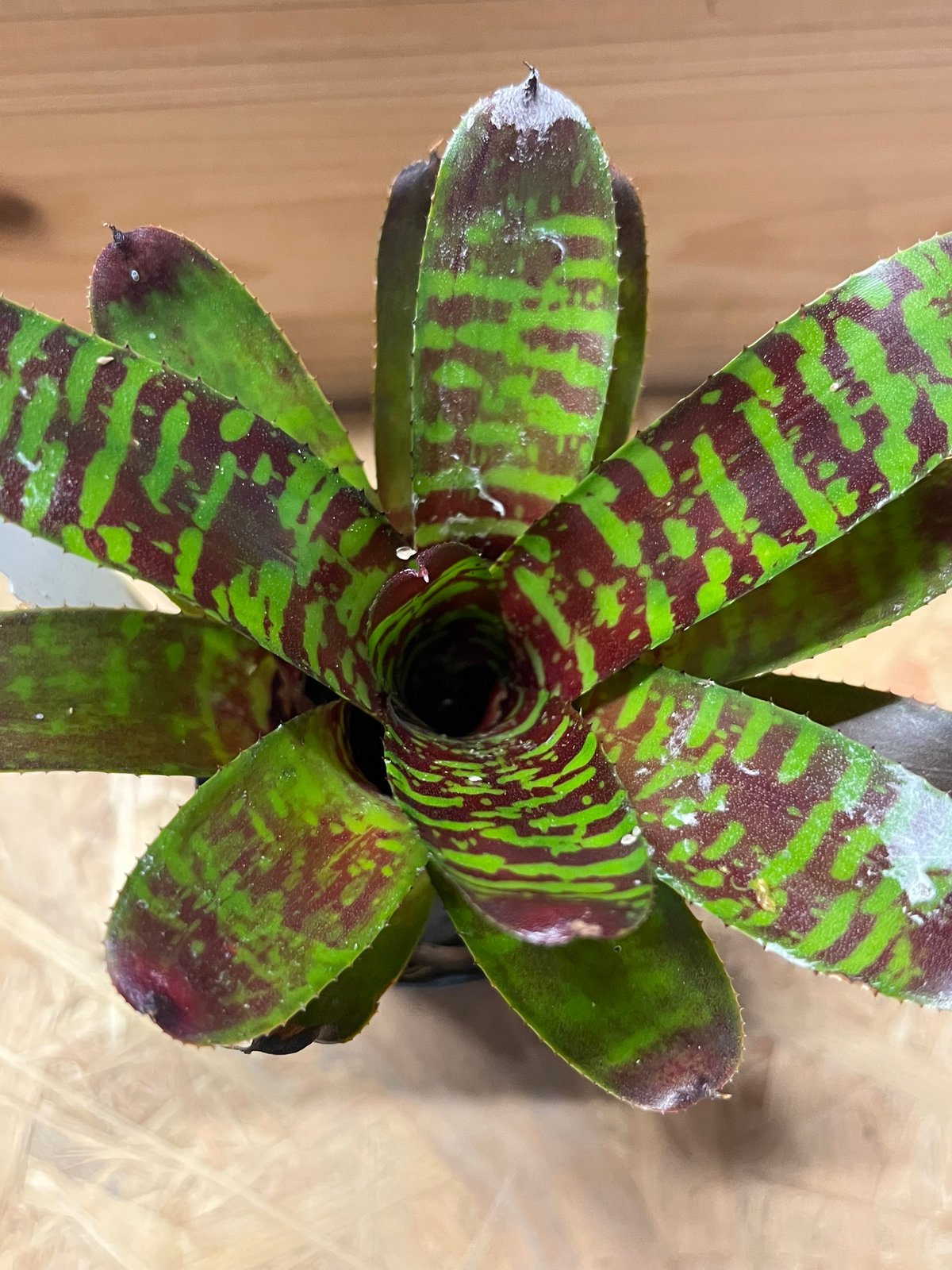 ネオレゲリア ハウジット リサのタグ付き ネオレゲリア ハウジット | GREEN LUCK