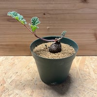 ウンカリーナ グランディディエリ | GREEN LUCK