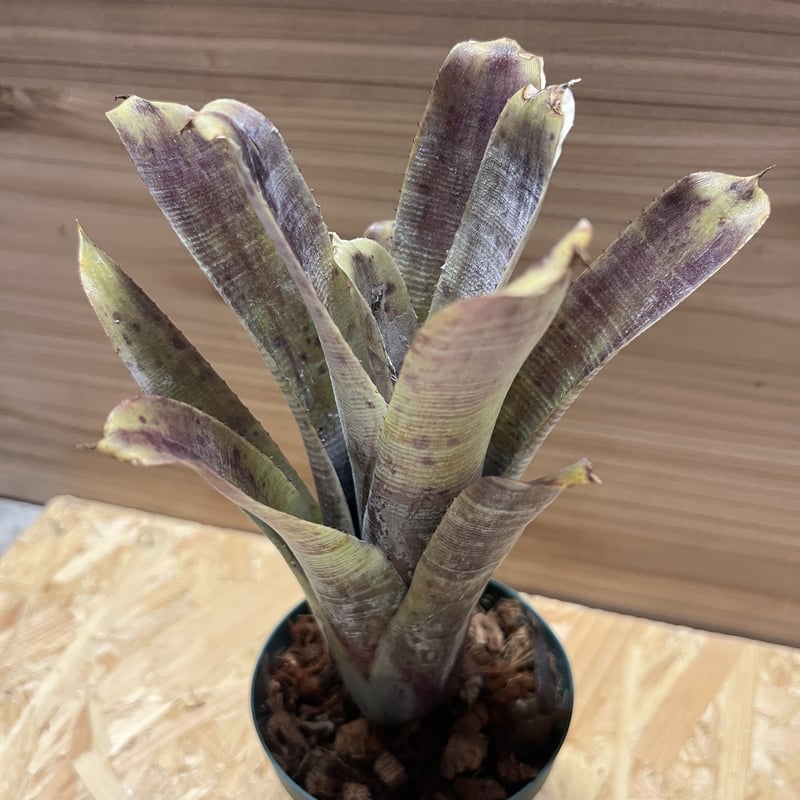 ナッシー様　激レア）エキノケレウス　62種類 123株セット+ウチワ輸入カット苗 ナッシー様 激レア）エキノケレウス 62種類 123株セット+ウチワ