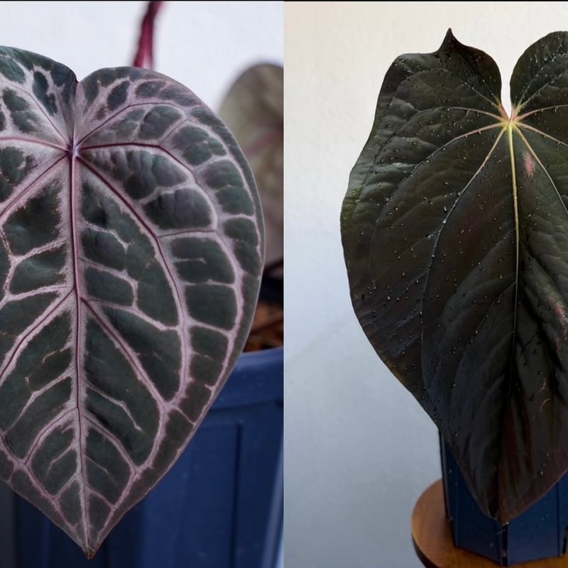 アンスリウム ザラ×ミシェル ×アントラキー 'ヤード' | GREEN LUCK