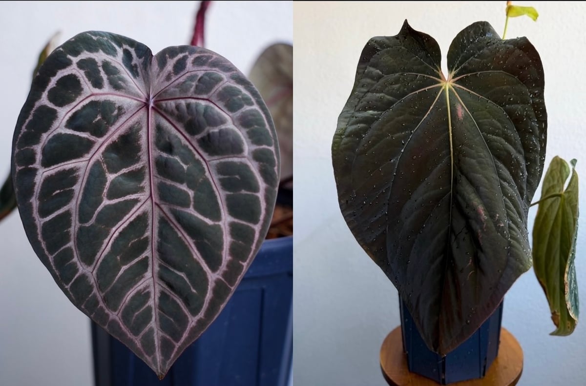 アンスリウム ザラ×ミシェル ×アントラキー 'ヤード' | GREEN LUCK