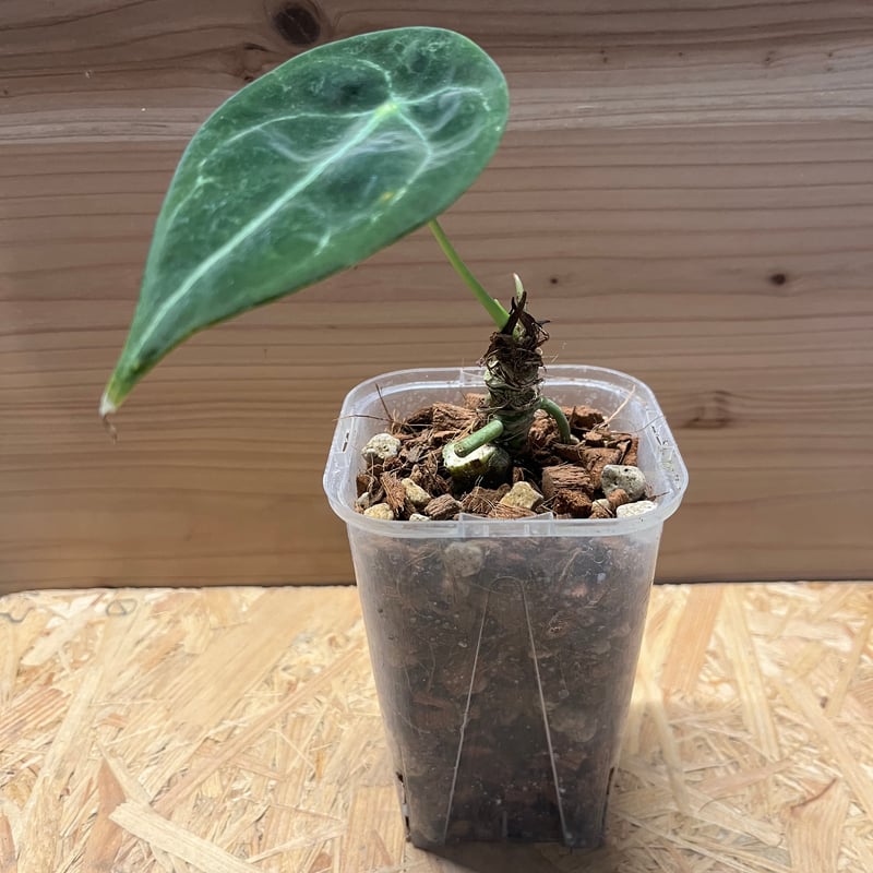 アンスリウム フォルゲッティ ホワイトストライプ | GREEN LUCK